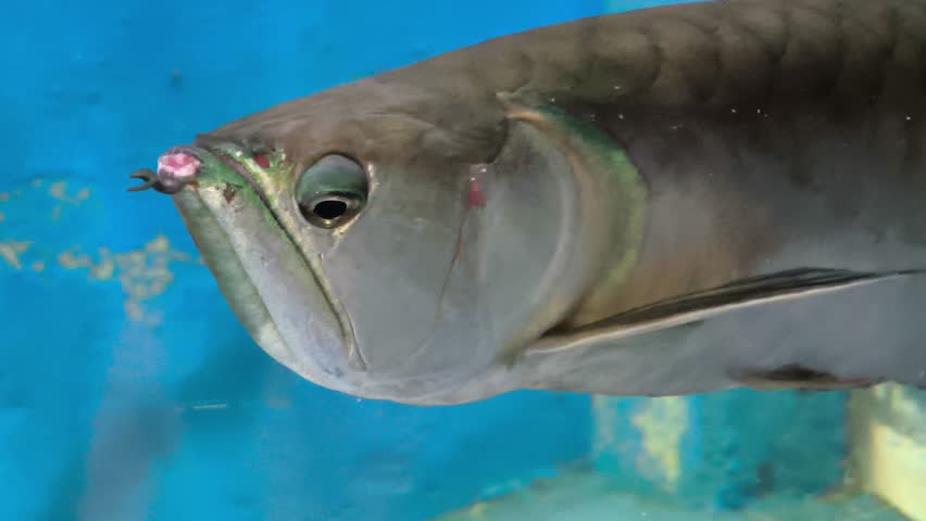 Silver Arowana (Osteoglossinae Arapaiminae) Close Up Footage High Resolution