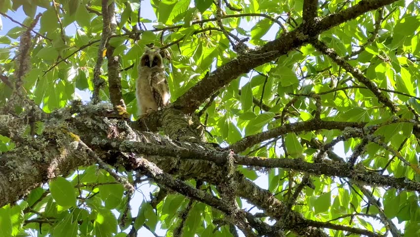 Young Long-eared owl that left the nest, watching, staring and blinking, perched in a cherry blossom tree in an orchard. Asio otus, Prunus avium, Indre-et-Loire 37, région Centre, France, Europe