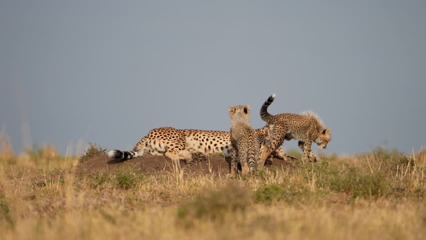 Wild Cheetah Family Scene in Open Savannah Landscape