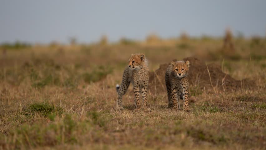 Young Cheetah Cubs Standing Near Termite Mound in the Wild