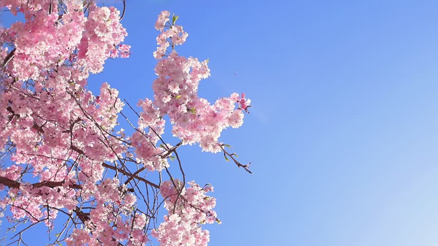 Sakura flowers blooming in Japan under bright daylight, with gentle blur, fresh petals and a natural floral texture. Peaceful spring background for travel, wallpaper and seasonal projects