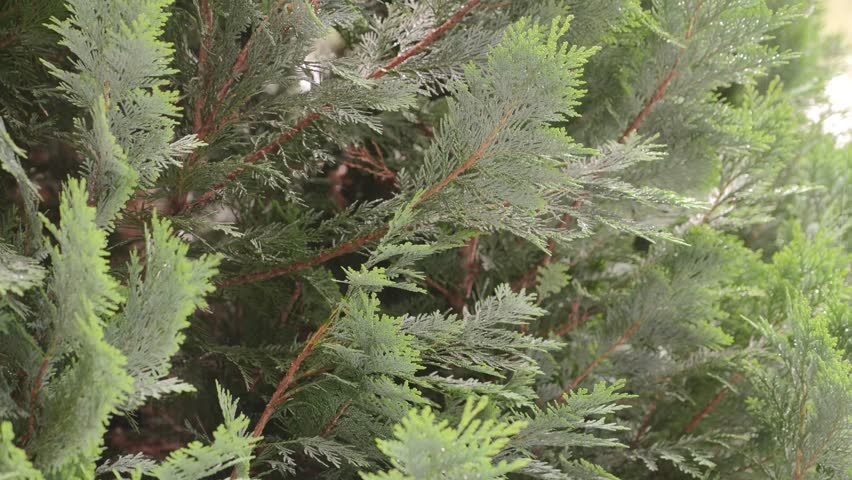4K Green Conifer Branches Dense Needles Evergreen Tree Foliage Natural Outdoor Detail Texture Background