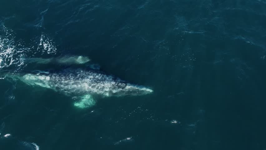 Overhead drone footage of a mother gray whale swimming and spouting with her calf in the turquoise waters of Magdalena Bay, Baja California, Mexico.