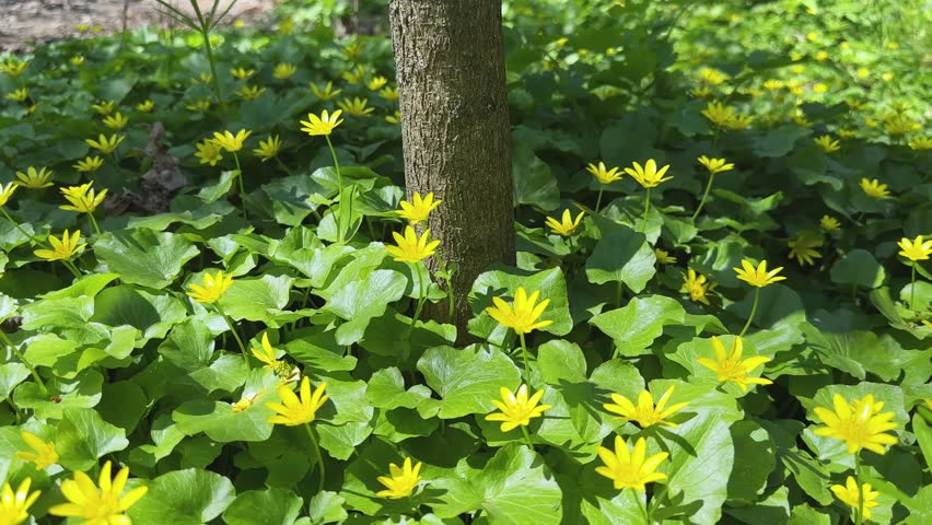 Section of the glade overgrown with blooming Ficaria verna, or lesser celandine with green heart-shaped leaves and bright yellow flowers in a forest, bottom view while moving backwards at sunny day
