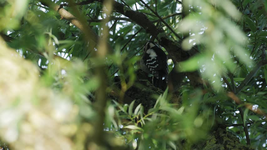 Great Spotted Woodpecker Perched in a Dense Tree Canopy