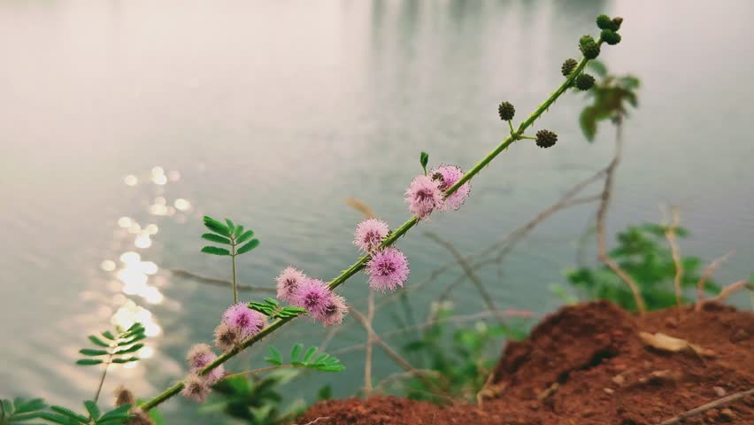 Mimosa pudica plant with beautiful pink flowers, growing on the edge of the lake with a backdrop of clear lake water