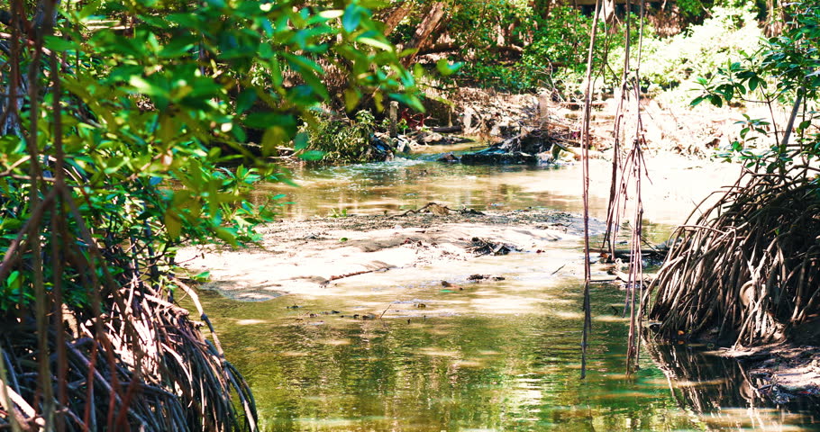 Green mangrove tropical tree rainforest earth day ecology system nature landscape