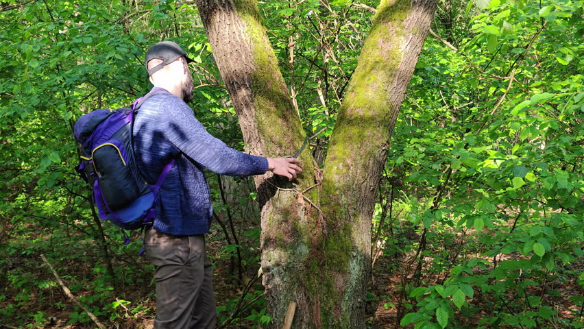 Hiker removing a trail camera from a mossy tree trunk in the forest.
