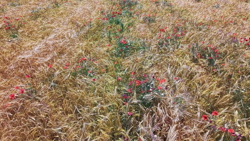Golden wheat field with red poppies in summer countryside