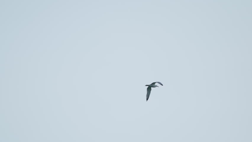 A seagull (Laridae) in flight against a blue sky. Slow motion	
