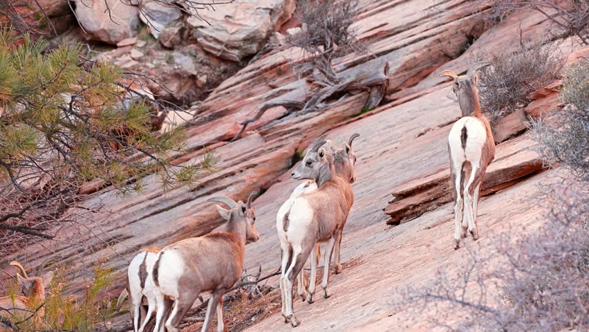 Wild Bighorn Sheep in Zion National Park. Utah, USA.