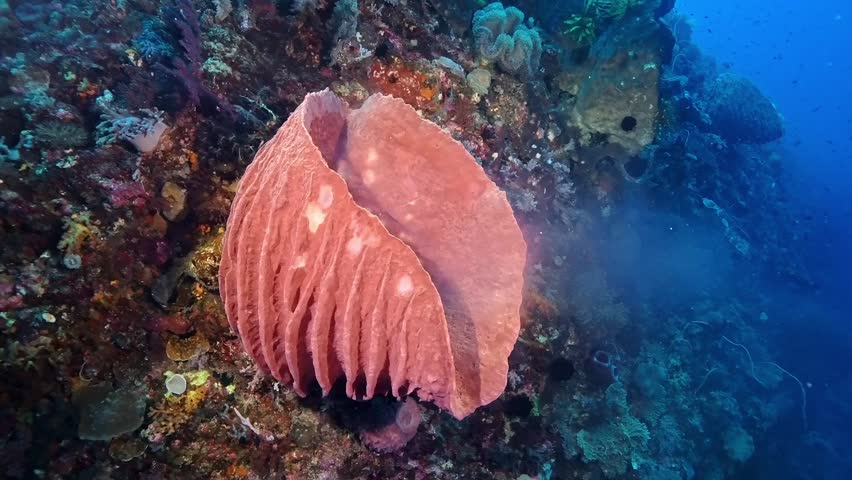 Breathtaking 4K Ace Pro 2 footage of giant barrel sponges undergoing a rare synchronized mass spawning event, pumping thick plumes of white gametes into the blue waters of the Banda Sea, Indonesia.