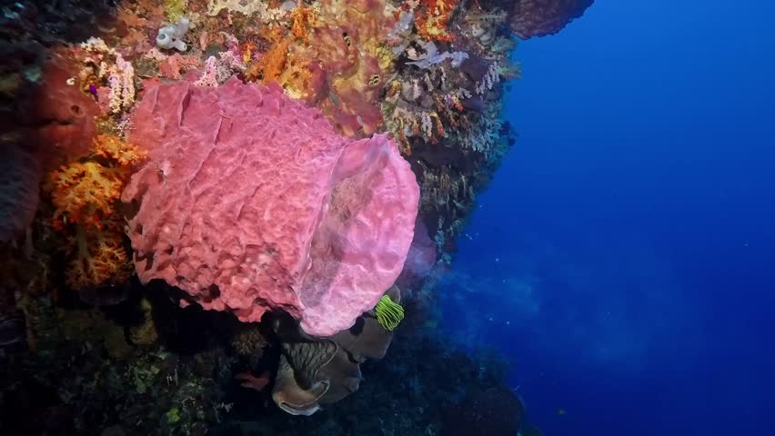 Breathtaking 4K Ace Pro 2 footage of giant barrel sponges undergoing a rare synchronized mass spawning event, pumping thick plumes of white gametes into the blue waters of the Banda Sea, Indonesia.