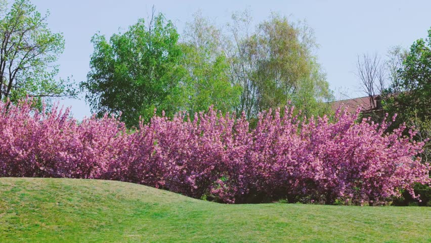 Pink flowering trees in a park landscape on a sunny day