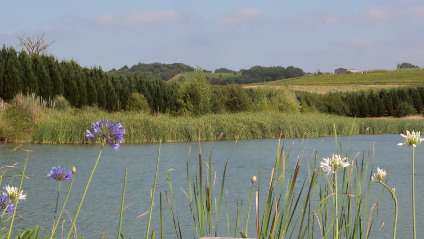 Sunny Countryside Pond With Reeds And Wildflowers Overlooking Rolling Hills. A tranquil pond bordered by tall reeds and purple and white wildflowers, set against rolling green hills and hedgerows under a pale blue sky, evoking calm rural serenity and nature.