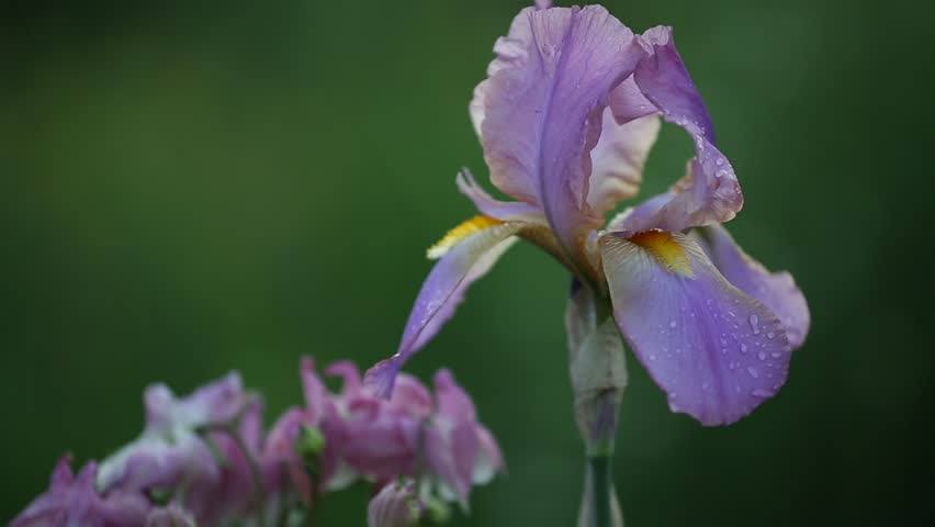 Macro view of a pale lavender iris flower slightly right of center, showing delicate petals with water droplets, a partially visible bud and soft-focus green