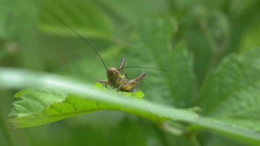 Grasshopper Perched on a Green Leaf in a Summer Meadow 4K Wildlife Footage