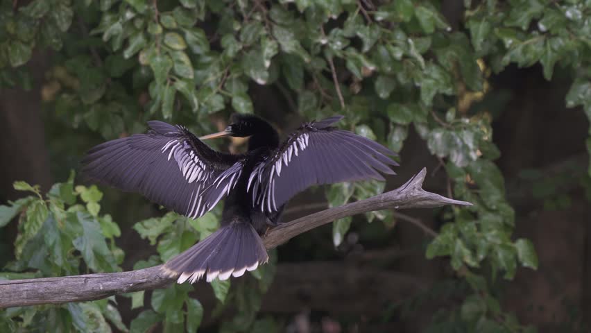 Anhinga bird spreads its wings while perched on a branch surrounded by lush green foliage. Suitable for wildlife documentaries or educational content.