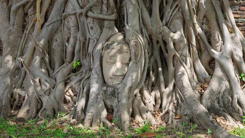 Famous ancient stone Buddha head enveloped by the roots of a banyan tree at Wat Mahathat, Ayutthaya Historical Park, Thailand