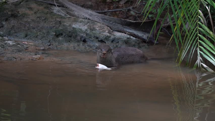 The otter is eating the fish