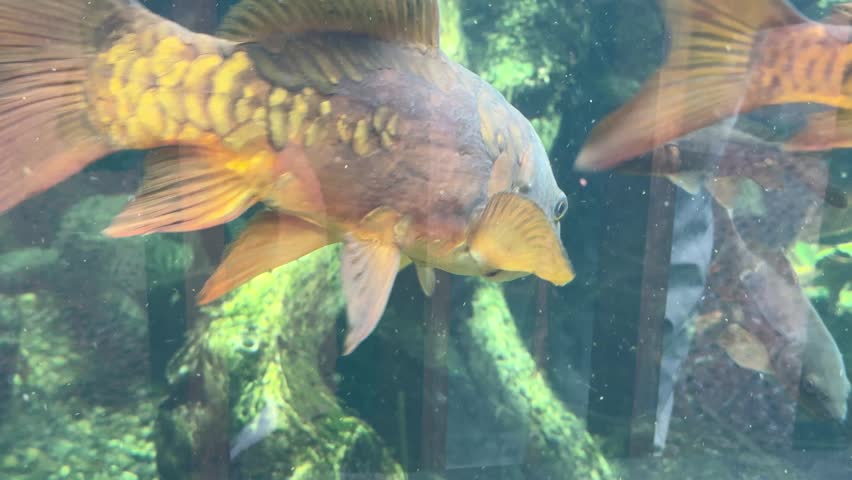 Common carp Cyprinus carpio swimming in freshwater habitat with algae covered aquatic plants and rocks. Freshwater fish species native to rivers and lakes of Europe and Asia.