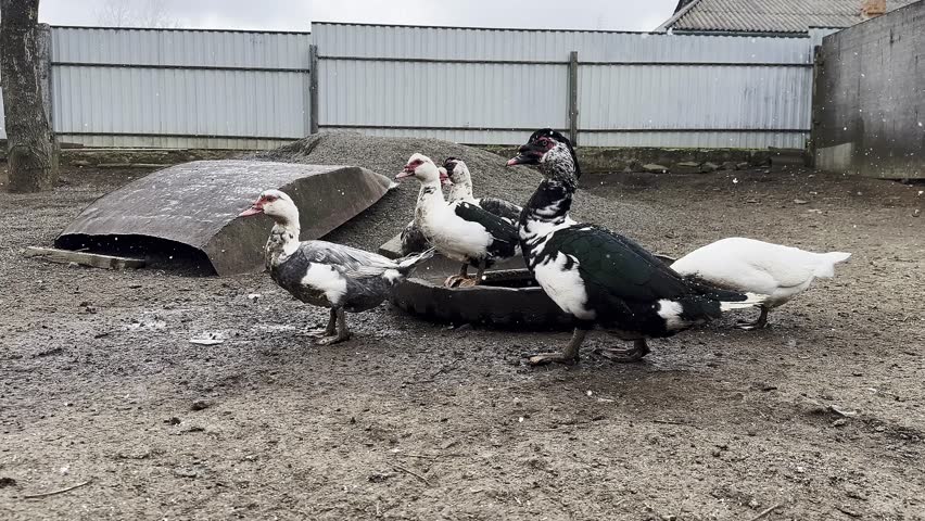 Group of ducks walking in a muddy farmyard. Static camera captures their movement on an overcast day. Suitable for agricultural, wildlife, and rural lifestyle video projects.
