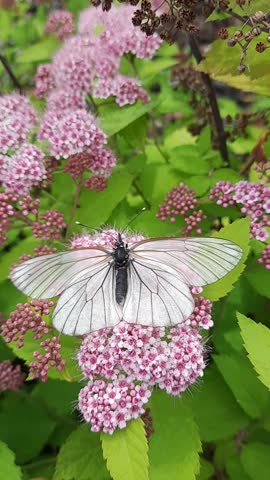White butterflies during the breeding season.