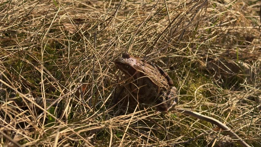 Close-up of a brown frog sitting motionless in dry autumn grass.