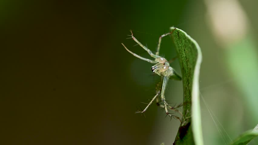 Close up wildlife image showcasing the distinctive spiny legs of a lynx spider.