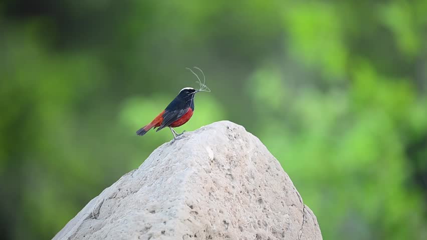 White Capped Redstart perched on a rock while carrying nesting material in its beak.