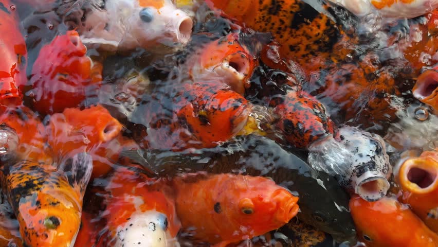 Close-up of colorful koi fish swimming crowded in a pond and opening their mouths waiting for food.