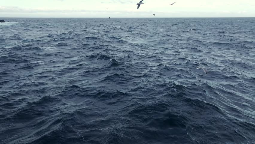 Seagulls and choppy open ocean with distant rocky coastline under overcast sky