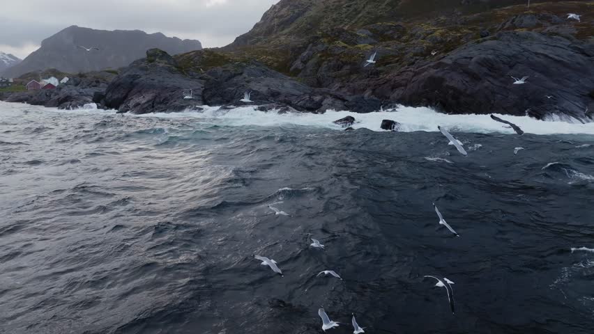 Seagulls flying over choppy rocky shoreline under overcast sky