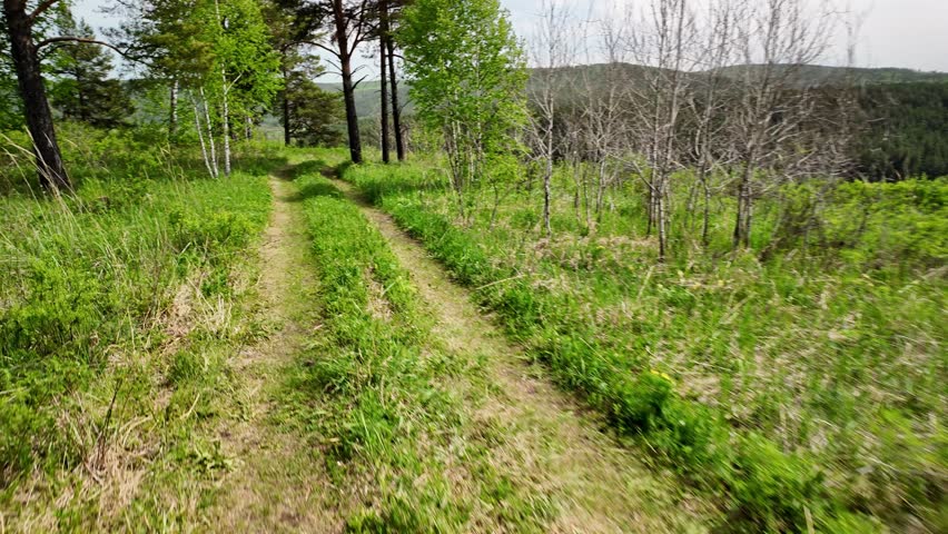 Outdoor rural scene showing a green dirt track with two parallel wheel ruts bordered by tall grass and wild plants. The path runs from the foreground toward a small grove of pine