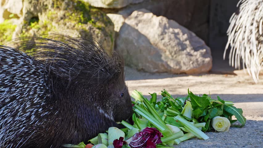 The Indian crested Porcupine, Hystrix indica or Indian porcupine is a large species of hystricomorph rodent belonging to the Old World porcupine family Hystricidae