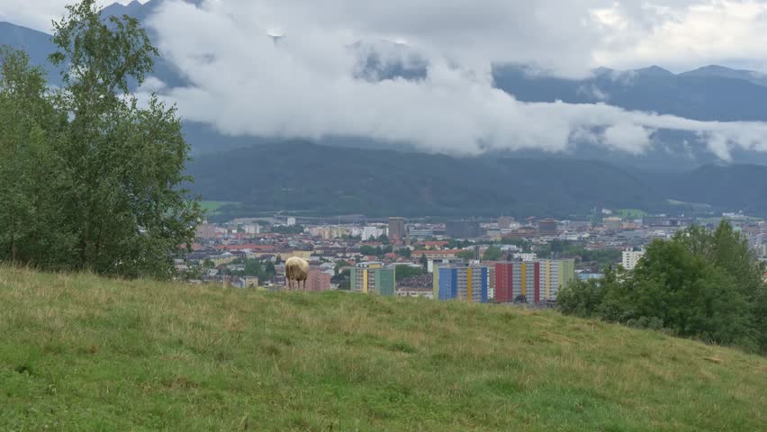 Sheep stands on grassy slope above Innsbruck cityscape, Tyrol, Austria.