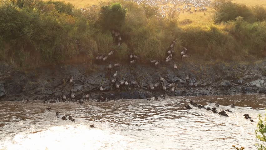 Massive herd of wildebeest migrating across a river during their annual journey in Africa