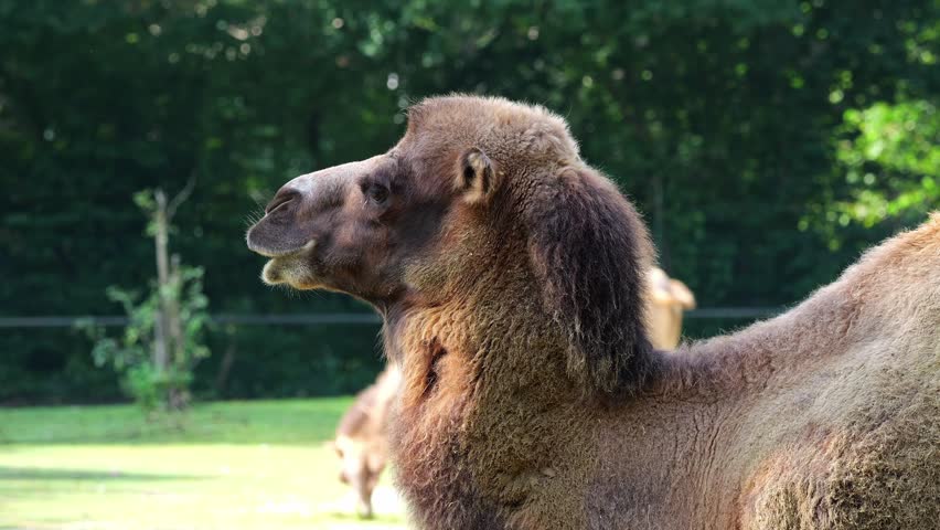 The Bactrian camel, Camelus bactrianus is a large, even-toed ungulate native to the steppes of Central Asia. The Bactrian camel has two humps on its back