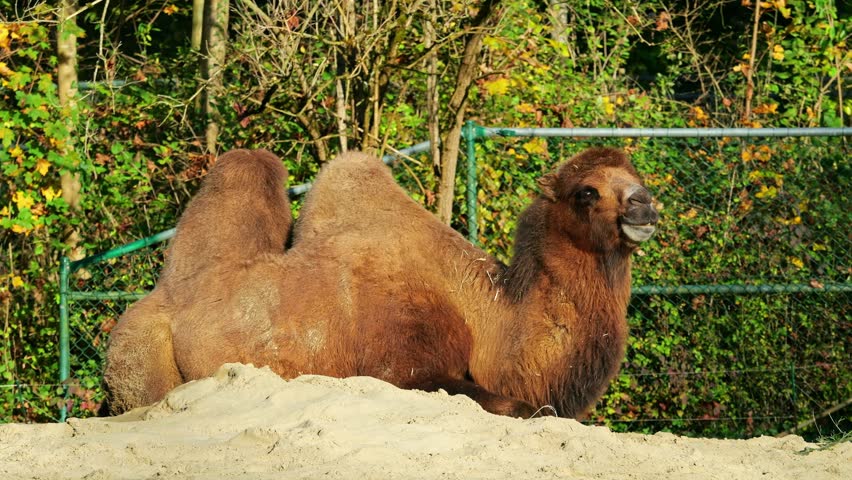 The Bactrian camel, Camelus bactrianus is a large, even-toed ungulate native to the steppes of Central Asia. The Bactrian camel has two humps on its back