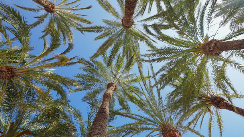 Date palm canopy horizontal upward look blue sky Spain Elche grove fronds bark texture Mediterranean summer nature background slow motion tropical pattern botanical UNESCO serene green