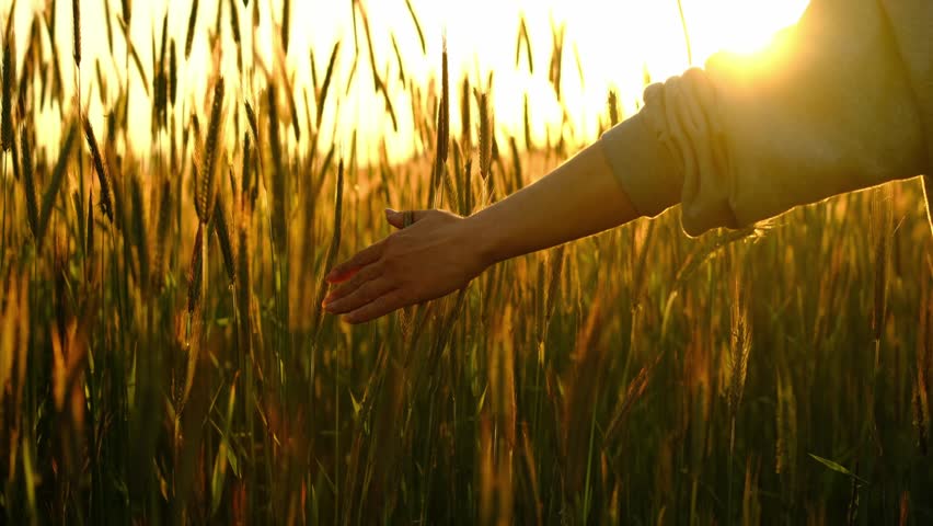 Girl Touches Growing Wheat Stalks With Hand In A Field At Sunset