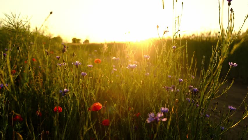 Amazing Summer Landscape With A Field Of Flowers At Sunset