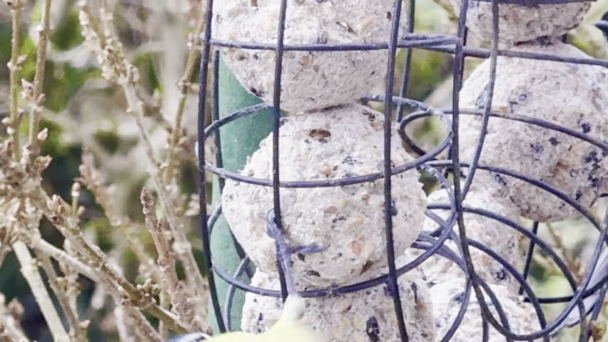 Eurasian blue tit clinging to a wire cage feeder of suet fat balls on a cold winter day in Mirecourt, Vosges, Lorraine, France