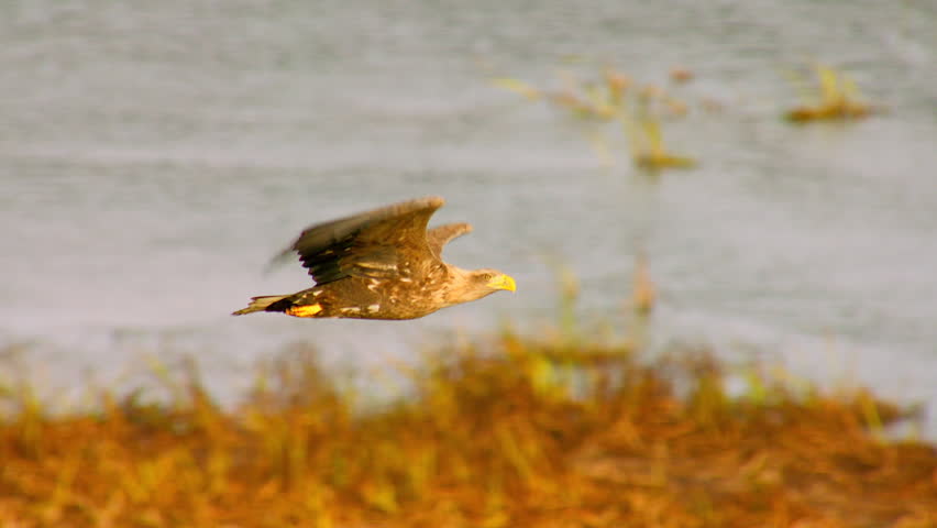 Majestic White tailed sea eagle flying in slow motion over a body of water in its natural habitat