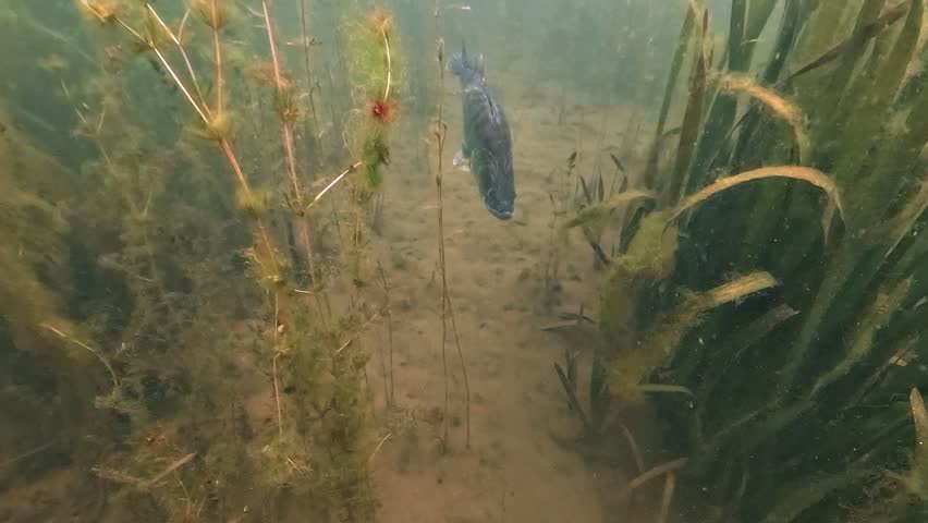 Detailed overhead view of zander - Sander lucioperca - with focus on its head and continuously beating pectoral fins in a calm freshwater environment.