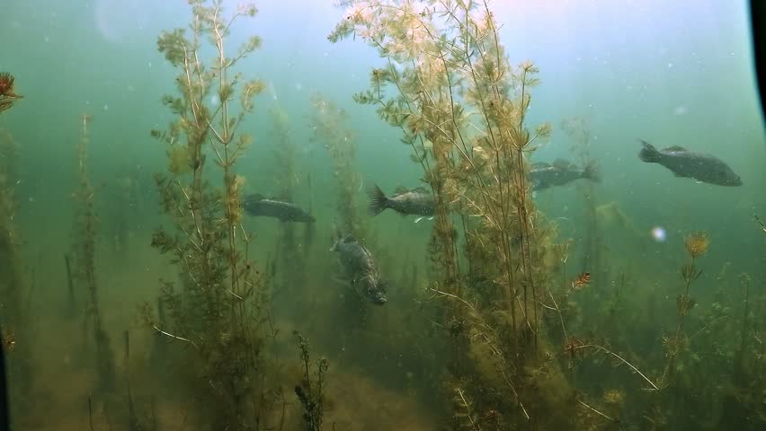 Underwater close encounter with a mature zander - Sander lucioperca - facing the camera among vegetation, then turning to display its reflective flanks.