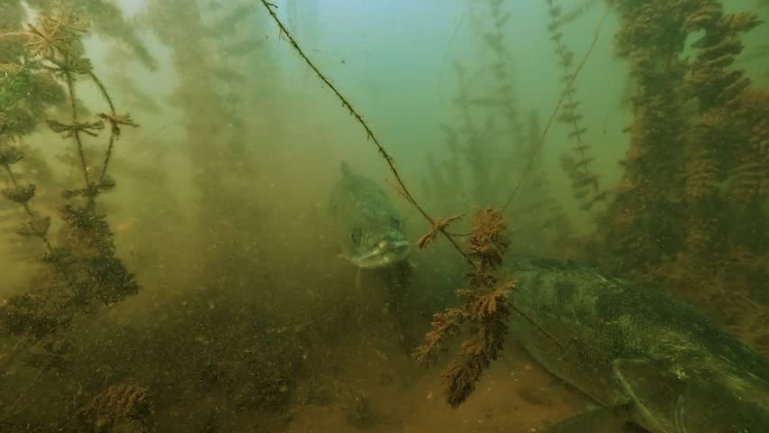 Slow motion lakebed sequence showing zander - Sander lucioperca - cruising through freshwater territory occupied by a wels catfish - Silurus glanis.