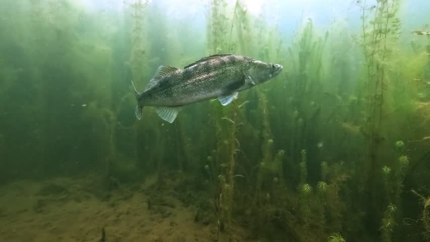 Underwater view of two zander - Sander lucioperca - leaving open water and entering submerged plants, using vegetation as natural cover.