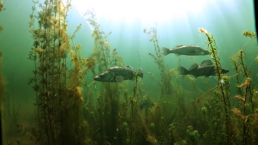 Underwater encounter with two zander - Sander lucioperca - hovering motionless in freshwater habitat, then calmly retreating when disturbed.