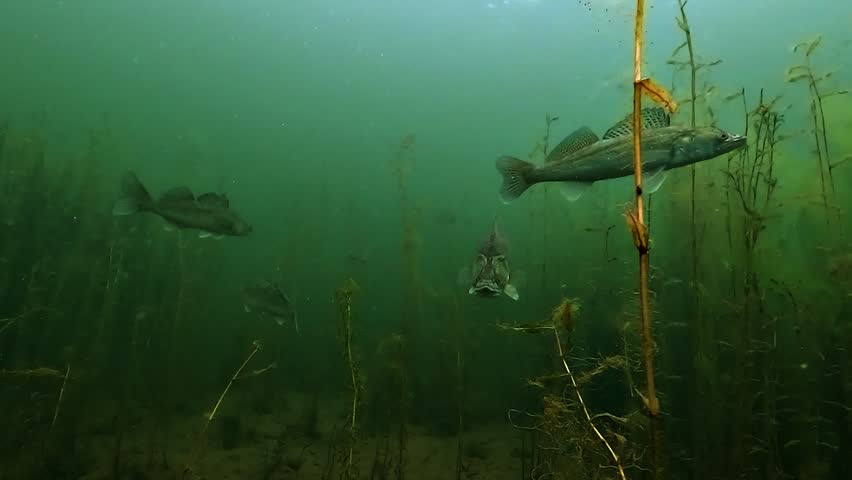 A zander - Sander lucioperca - faces the camera before rotating sideways, displaying reflective scales while several other zander appear in the background.